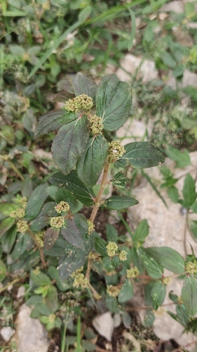Asthma Plant