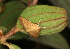 Crypsiptya coclesalis