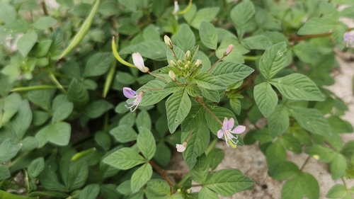 Purple Cleome