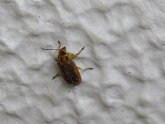 Coleoptera
