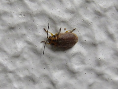 Coleoptera