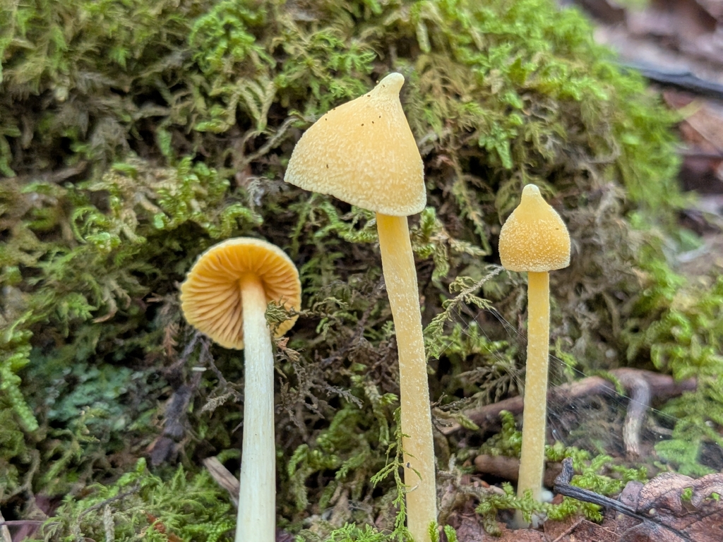Yellow Unicorn Entoloma · July 2026 · photo: Photo: (c) Drew Palmer, some rights reserved (CC BY) · iNaturalist