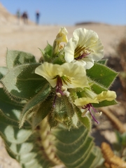 Hyoscyamus desertorum