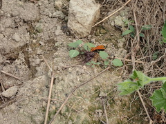 Batozonellus dorsalis