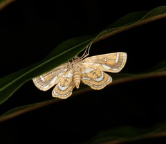 Neurophyseta