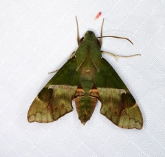 Angonyx testacea