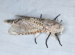 Polyphagozerra coffeae