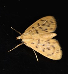 Tabidia obvia