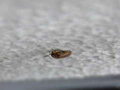 Coleoptera