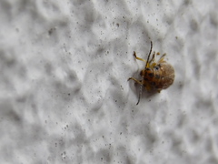 Coleoptera