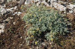 Odontarrhena tortuosa