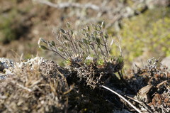 Draba cuspidata