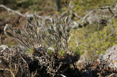 Draba cuspidata