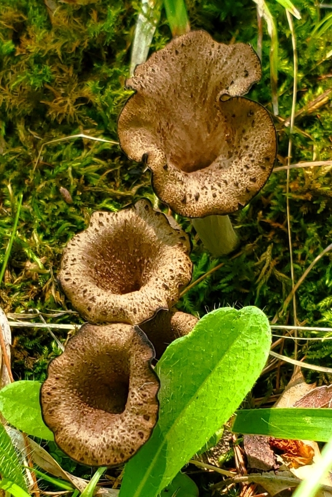 Eastern Black Trumpet · July 2026 · photo: Photo: (c) earl woolsey, some rights reserved (CC BY) · iNaturalist
