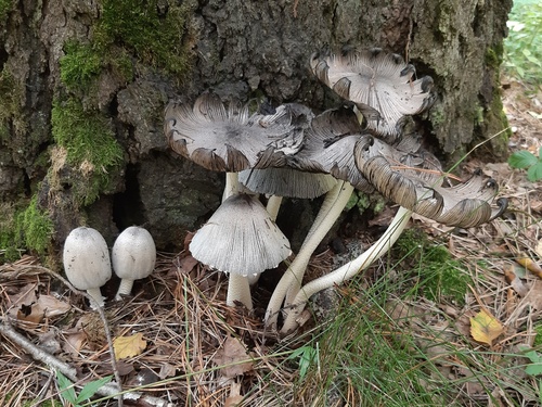 Common Ink Cap (Coprinopsis atramentaria)