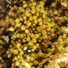 Bryum gemmilucens