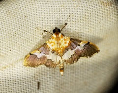 Aetholix flavibasalis