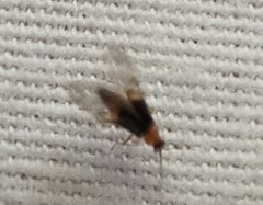 Hypebaeus flavicollis