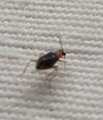 Hypebaeus flavicollis