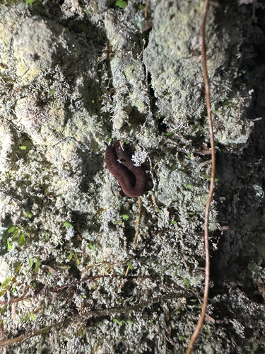 Plicatoperipatus jamaicensis