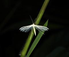 Pterophorus