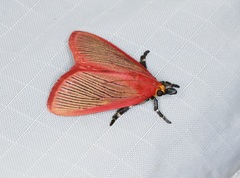 Arctioblepsis rubida