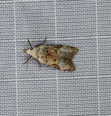 Metacosmesis laxeuta