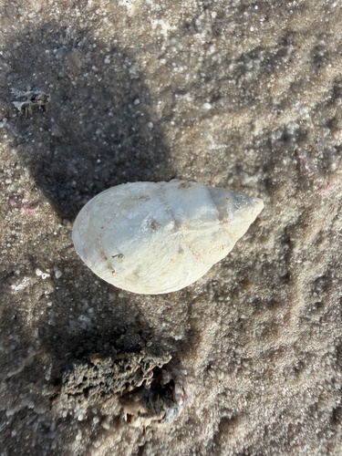Striped Rabdotus Snail