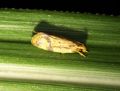 Periacminae