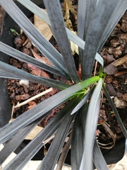 Ophiopogon planiscapus