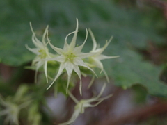 Actinostemma tenerum