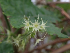 Actinostemma tenerum