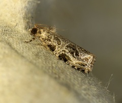 Phaecasiophora leechi