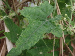 Actinostemma tenerum