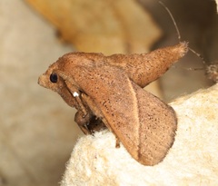 Quasithosea obliquistriga