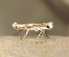 Epicephala lanceolaria