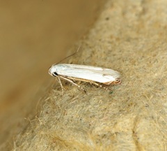 Proleucoptera