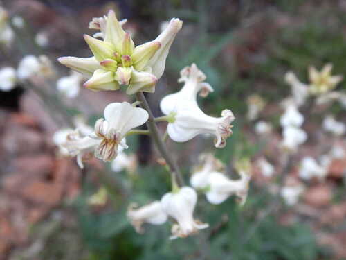 Arizona jewelflower