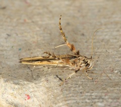 Stathmopoda stimulata