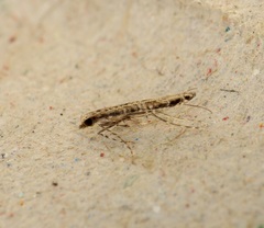 Stomphastis polygoni