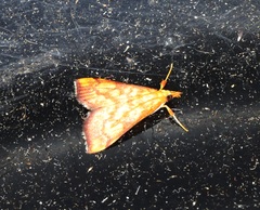 Pyrausta ignealis