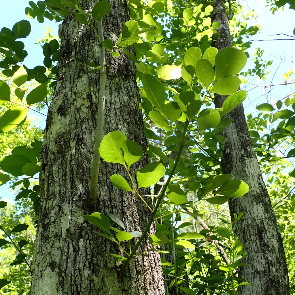 Fraxinus caroliniana; photograph (c) Stan Shebs, some rights reserved (CC BY-SA)