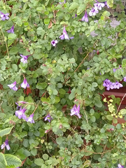 Dyschoriste angusta