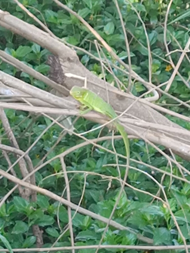 Great Crested Canopy Lizard