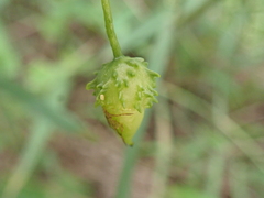 Actinostemma tenerum