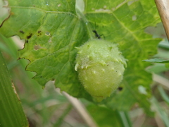 Actinostemma tenerum