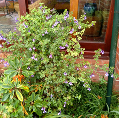 Dyschoriste angusta