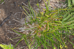 Carex pallescens