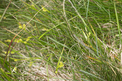 Carex pallescens