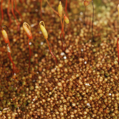 Gemmabryum brassicoides